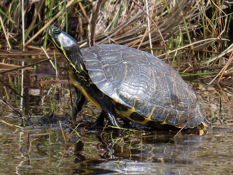 Coastal Plain Cooter - ML652219677
