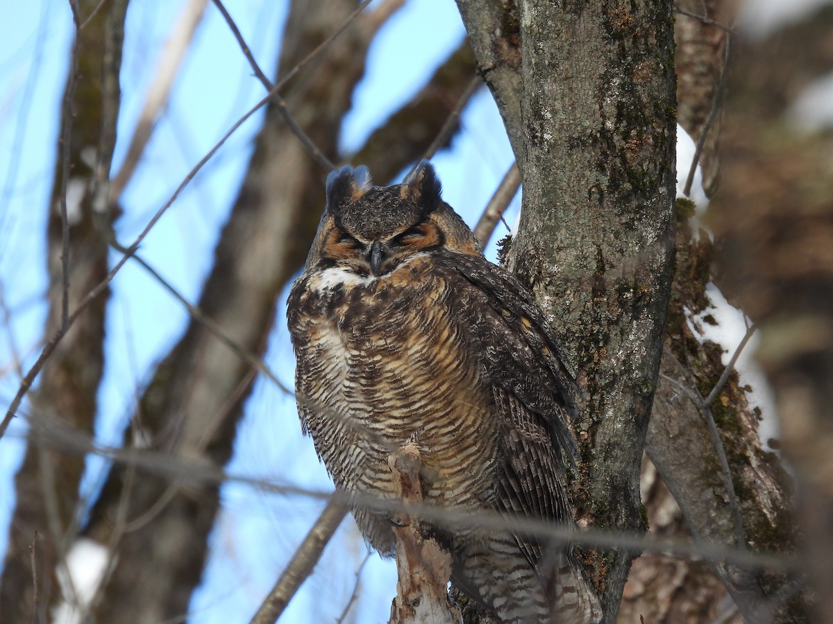 Virginiauhu - ML652219724