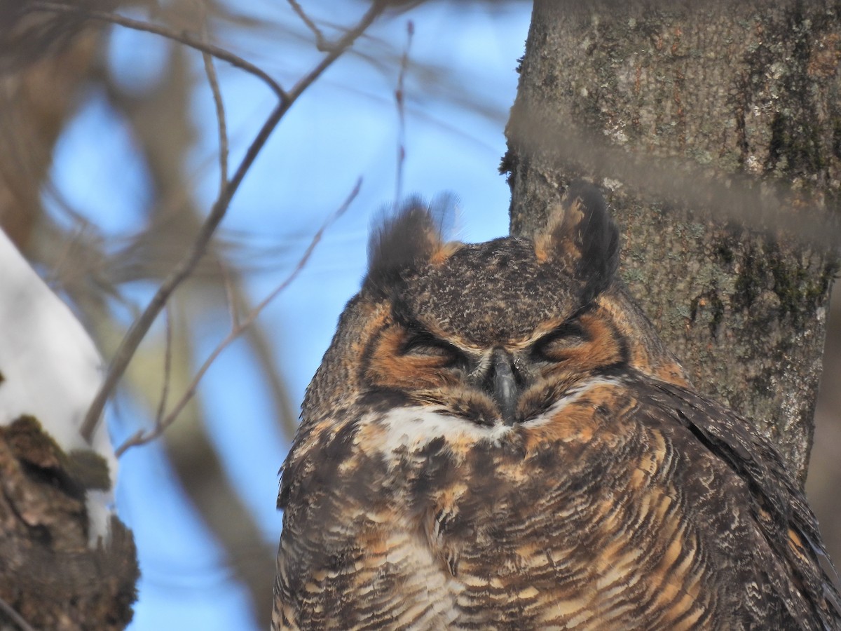 Virginiauhu - ML652219725