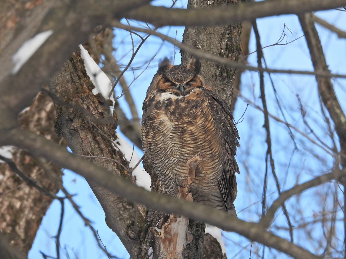 Virginiauhu - ML652219726