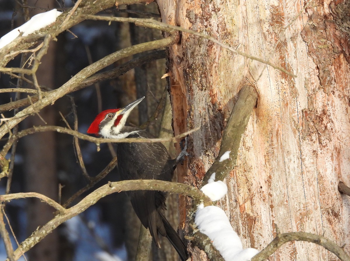 Helmspecht - ML652219752