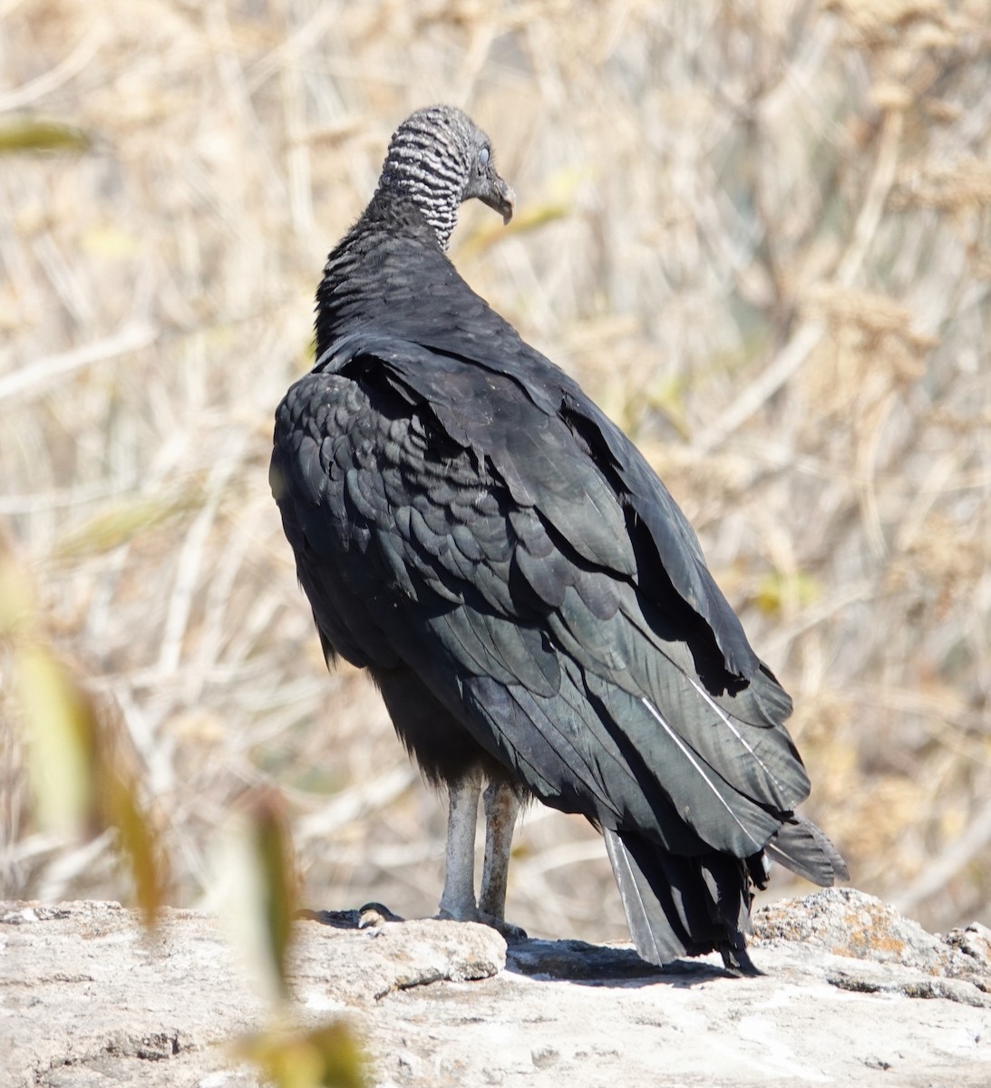Black Vulture - ML652219767
