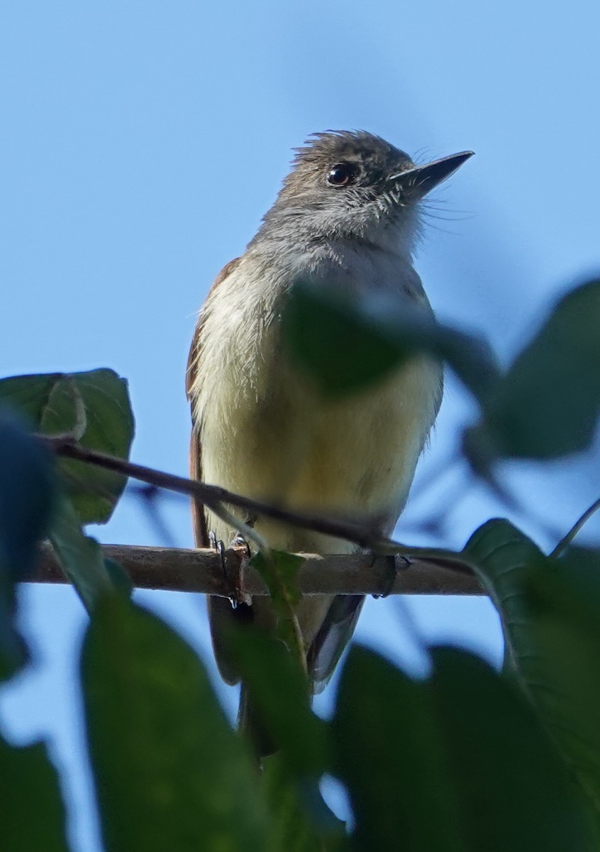 Dusky-capped Flycatcher - ML652219770