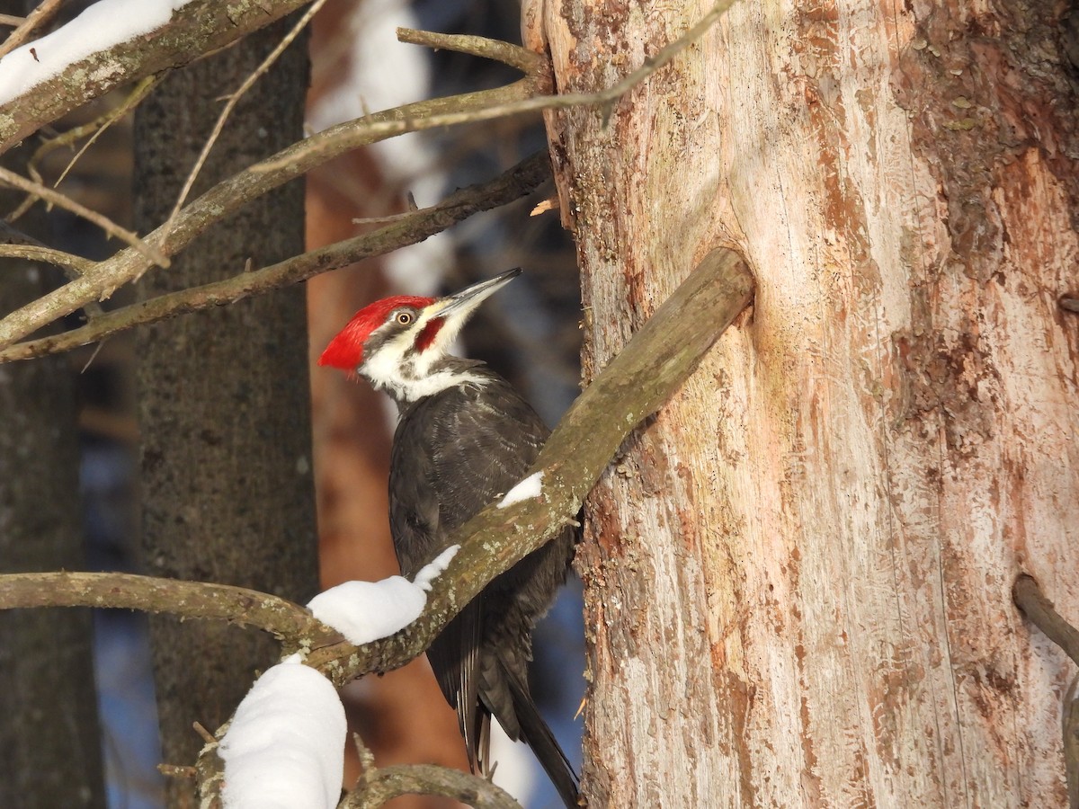 Helmspecht - ML652219780