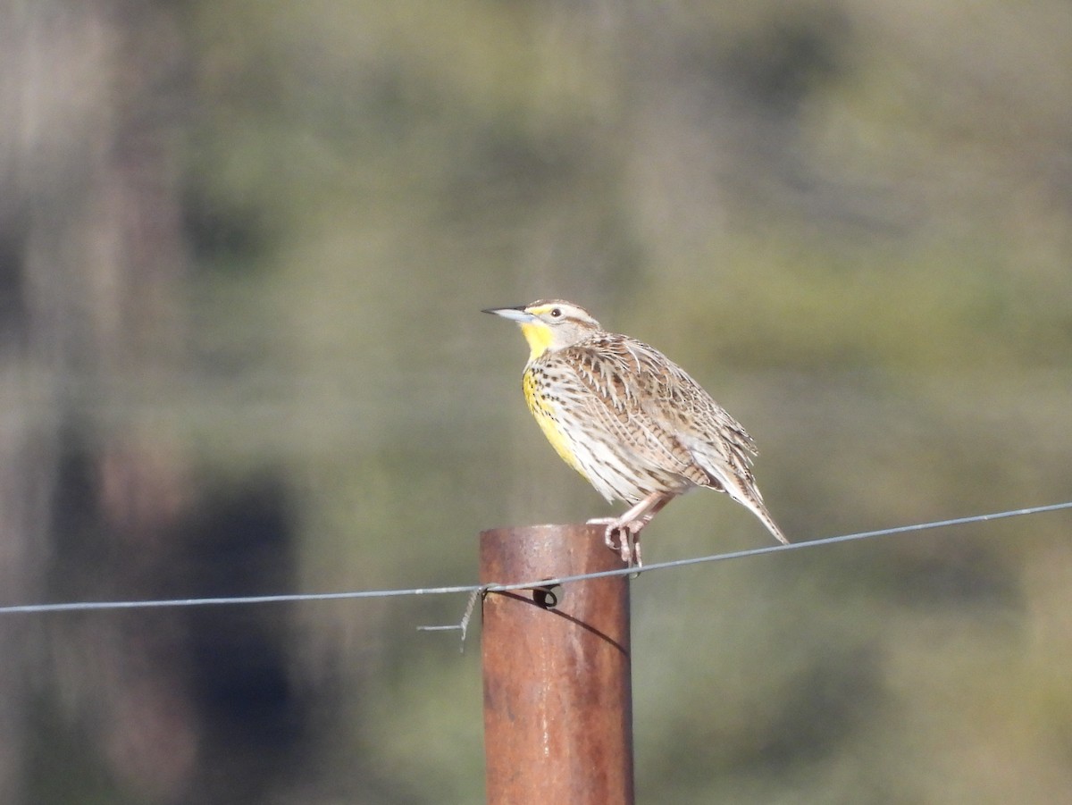 Batılı Tarlasığırcığı - ML652219984