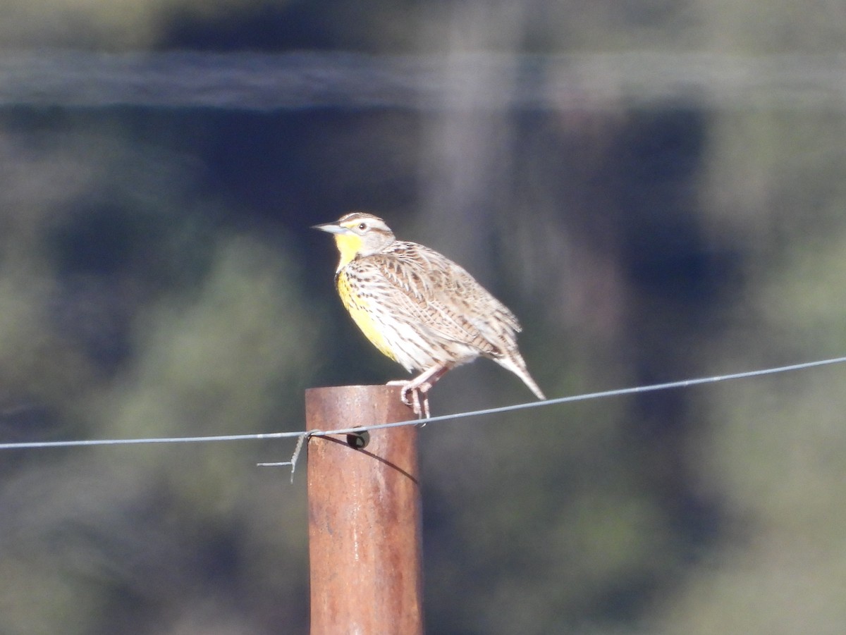 Batılı Tarlasığırcığı - ML652219985