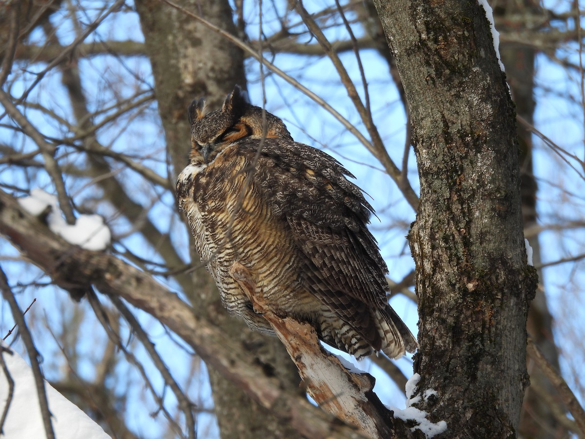 Virginiauhu - ML652220012