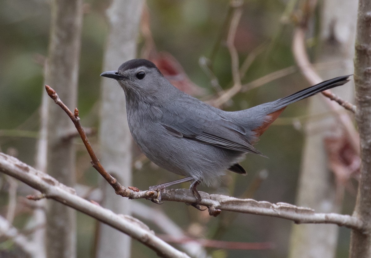 ימימן אמריקני - ML652220105
