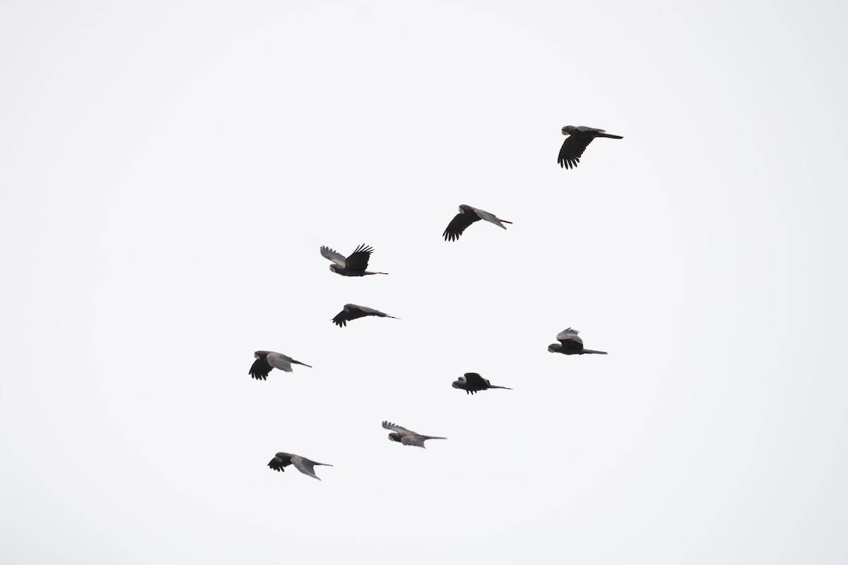 Cacatúa Colirroja - ML652220138