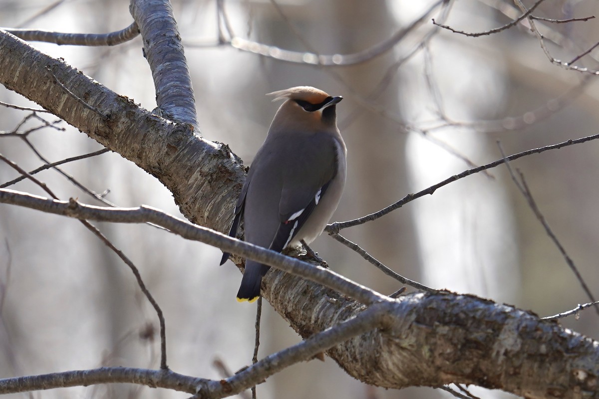 황여새 - ML652220139