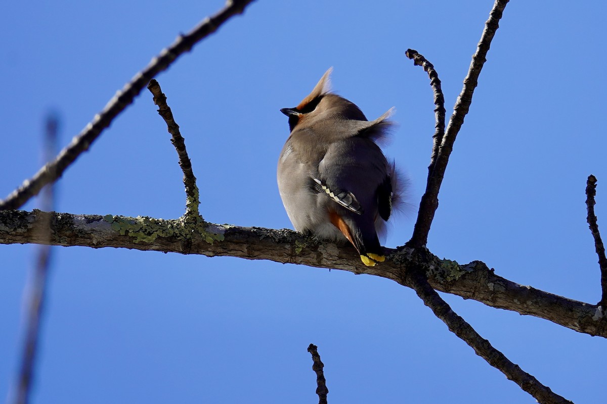 황여새 - ML652220140