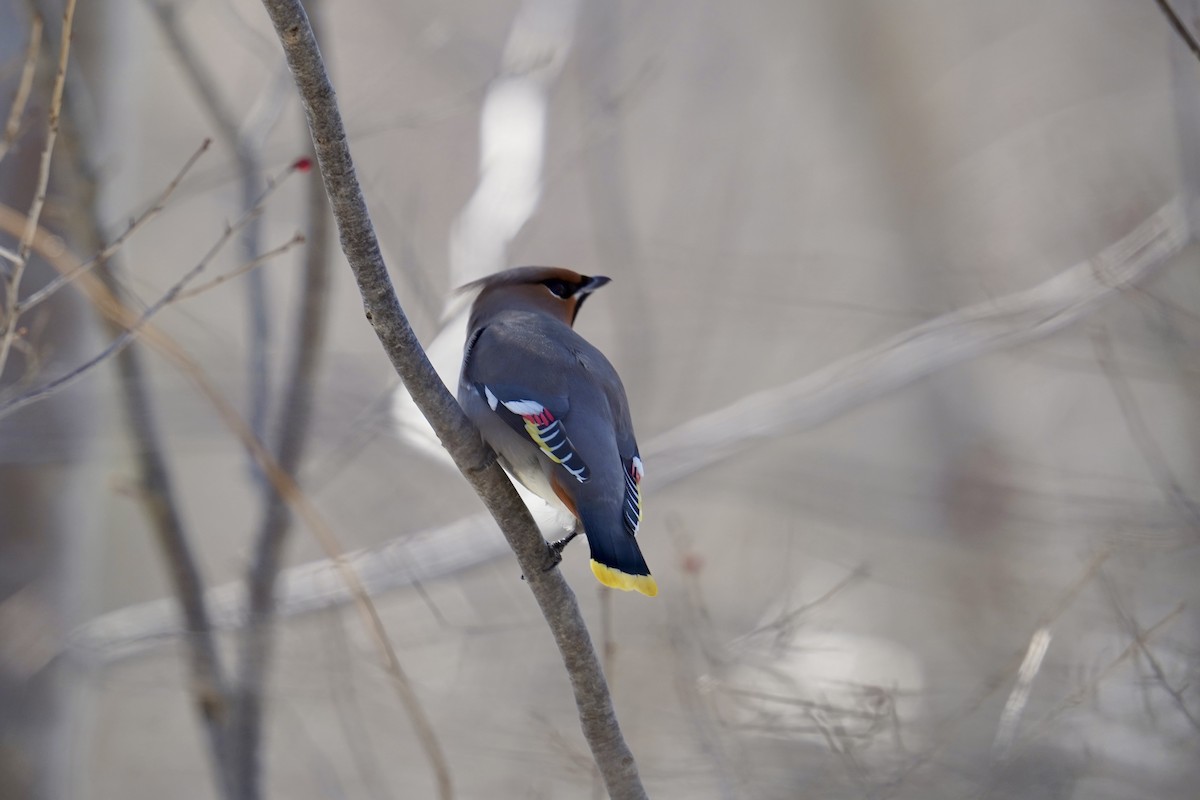 황여새 - ML652220141