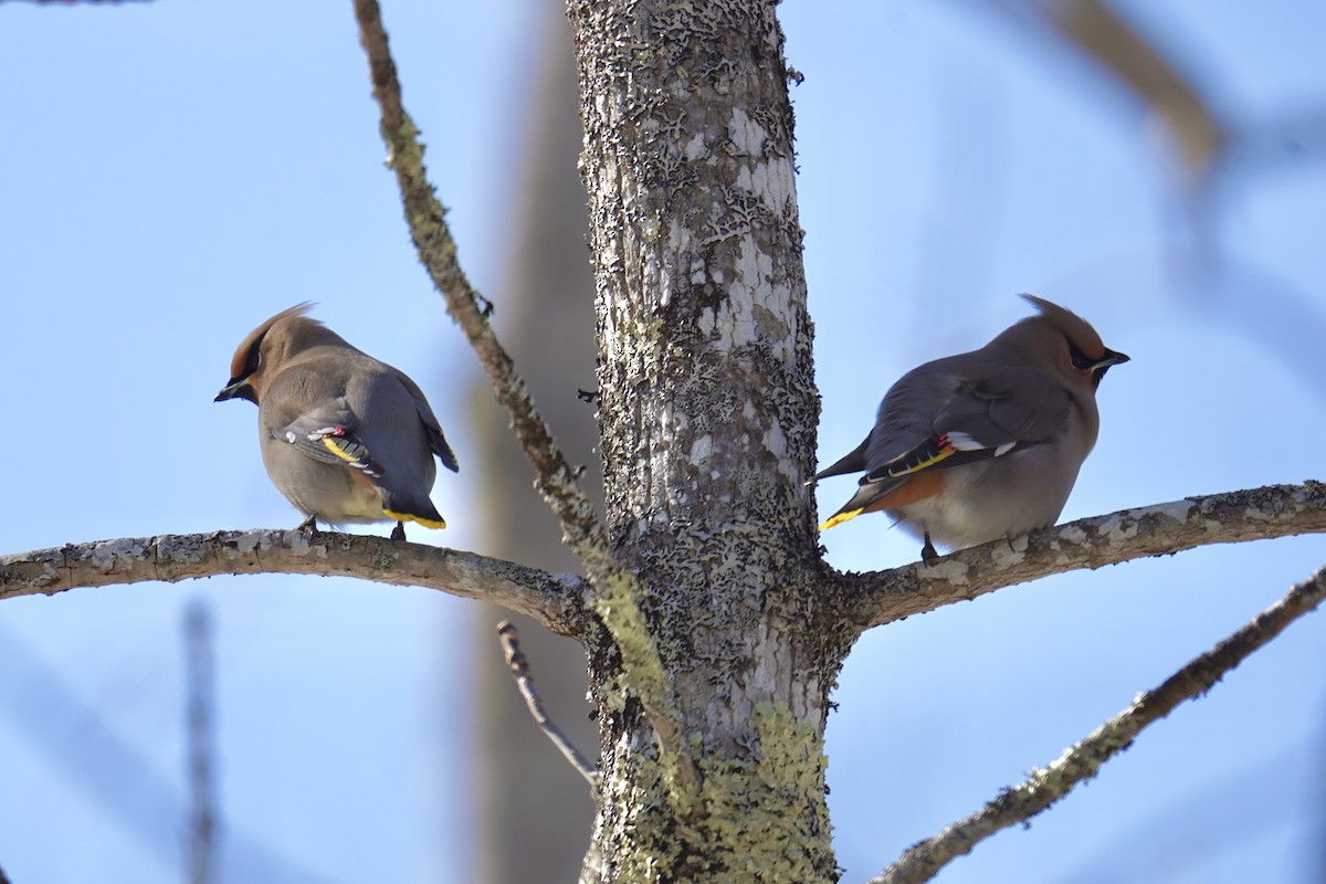 황여새 - ML652220142