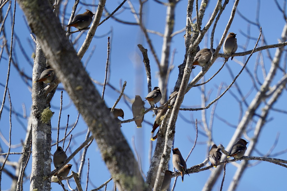 황여새 - ML652220143