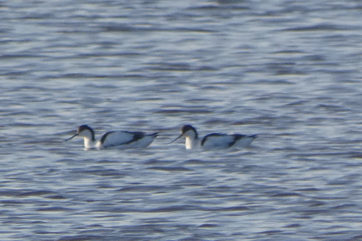 Шилоклювка - ML652220456