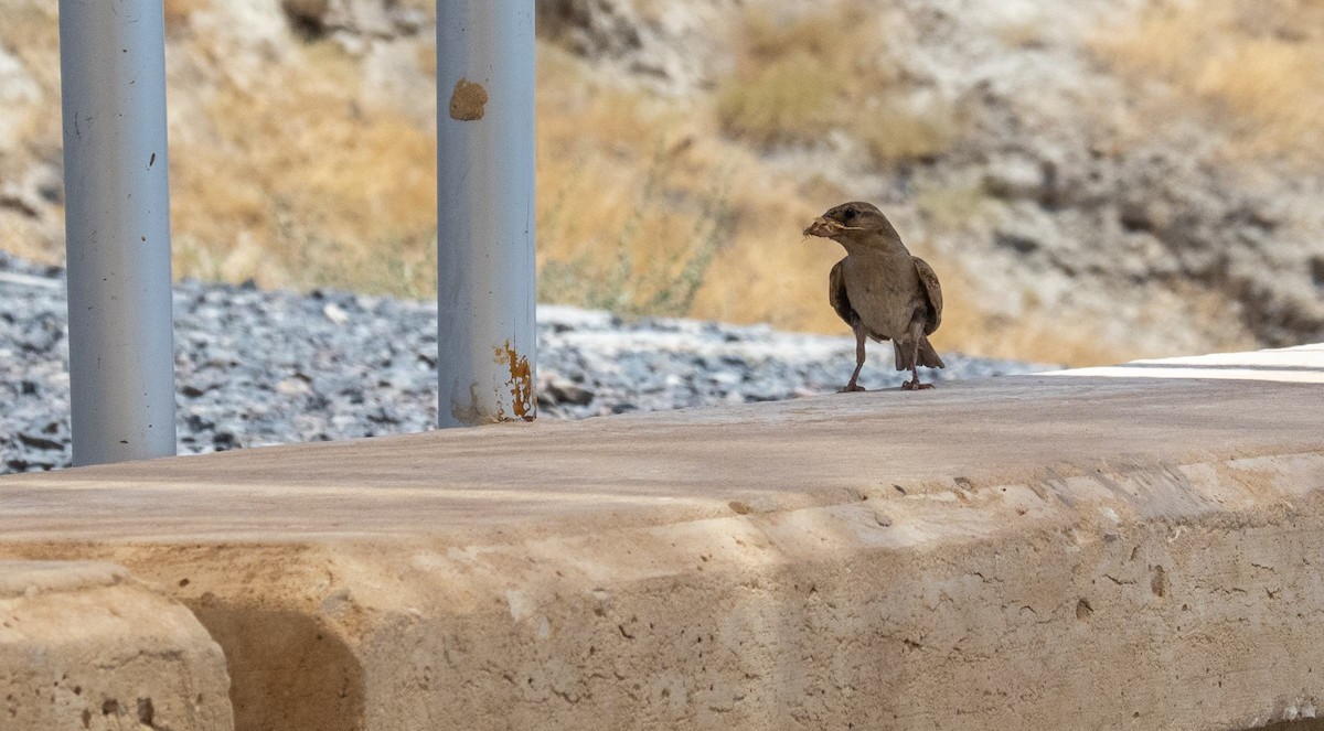 Serçe - ML652220566