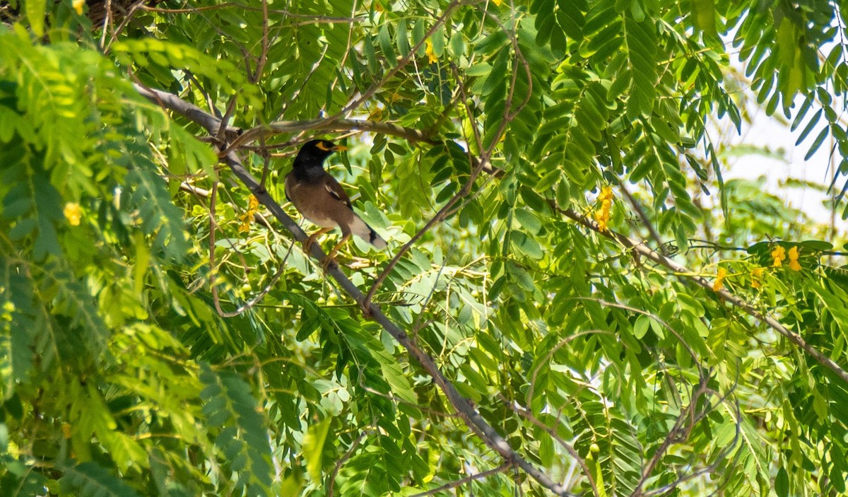 Çiğdeci - ML652220569