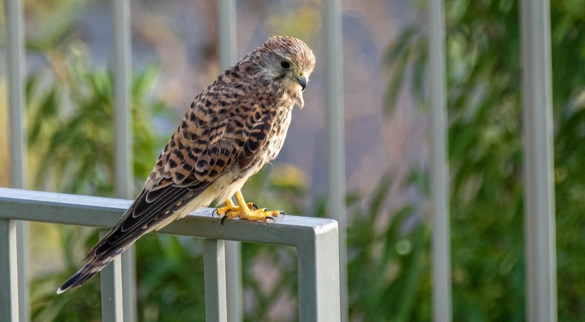 Kerkenez - ML652220587