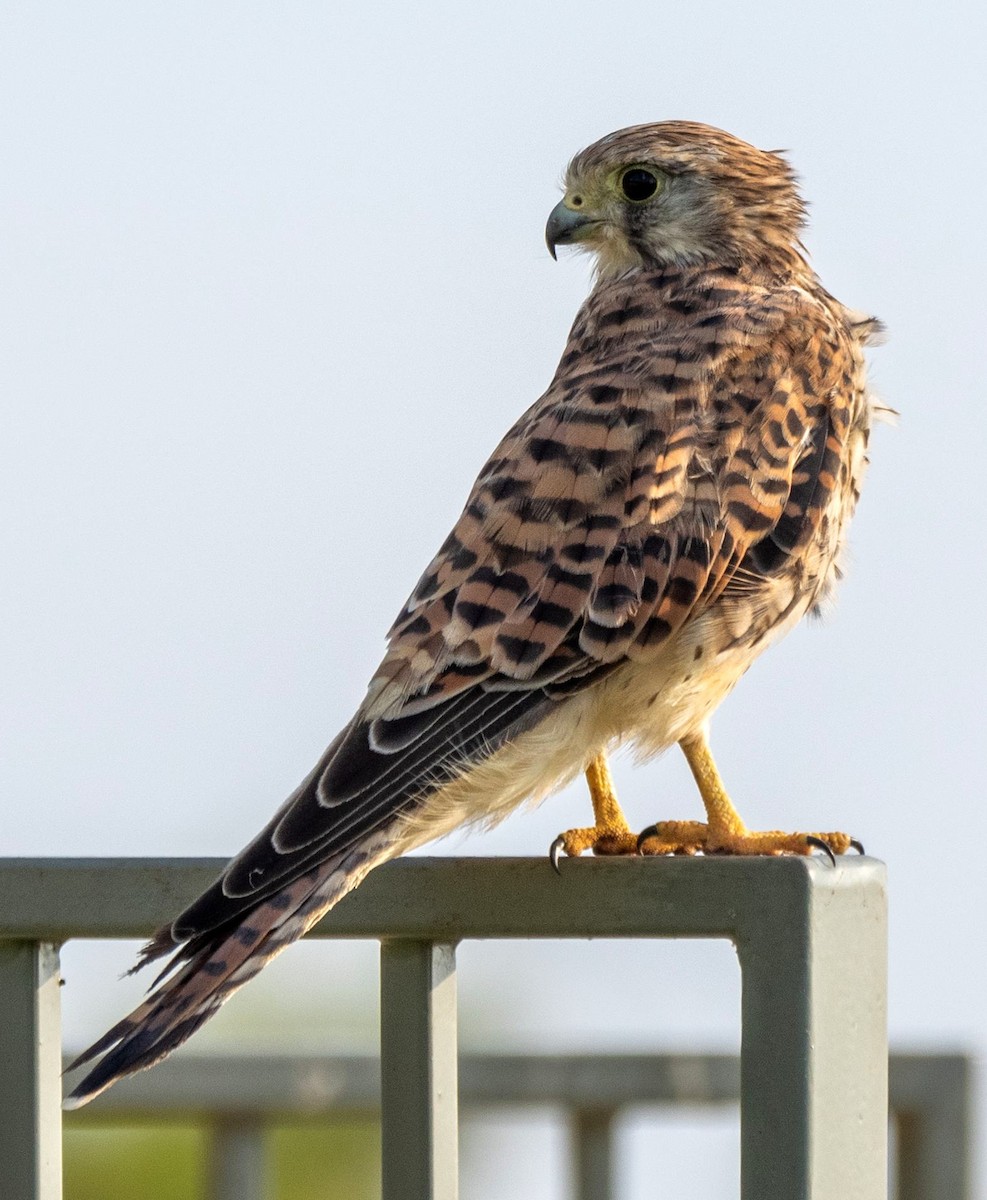 Kerkenez - ML652220588