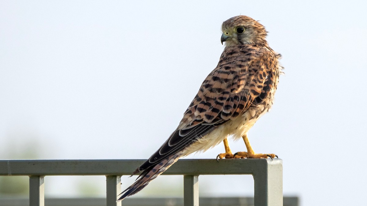 Kerkenez - ML652220589