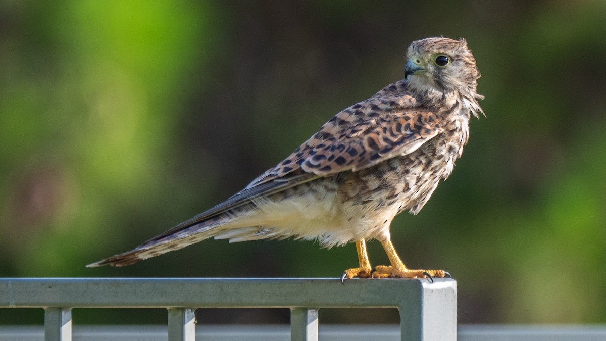 Kerkenez - ML652220590