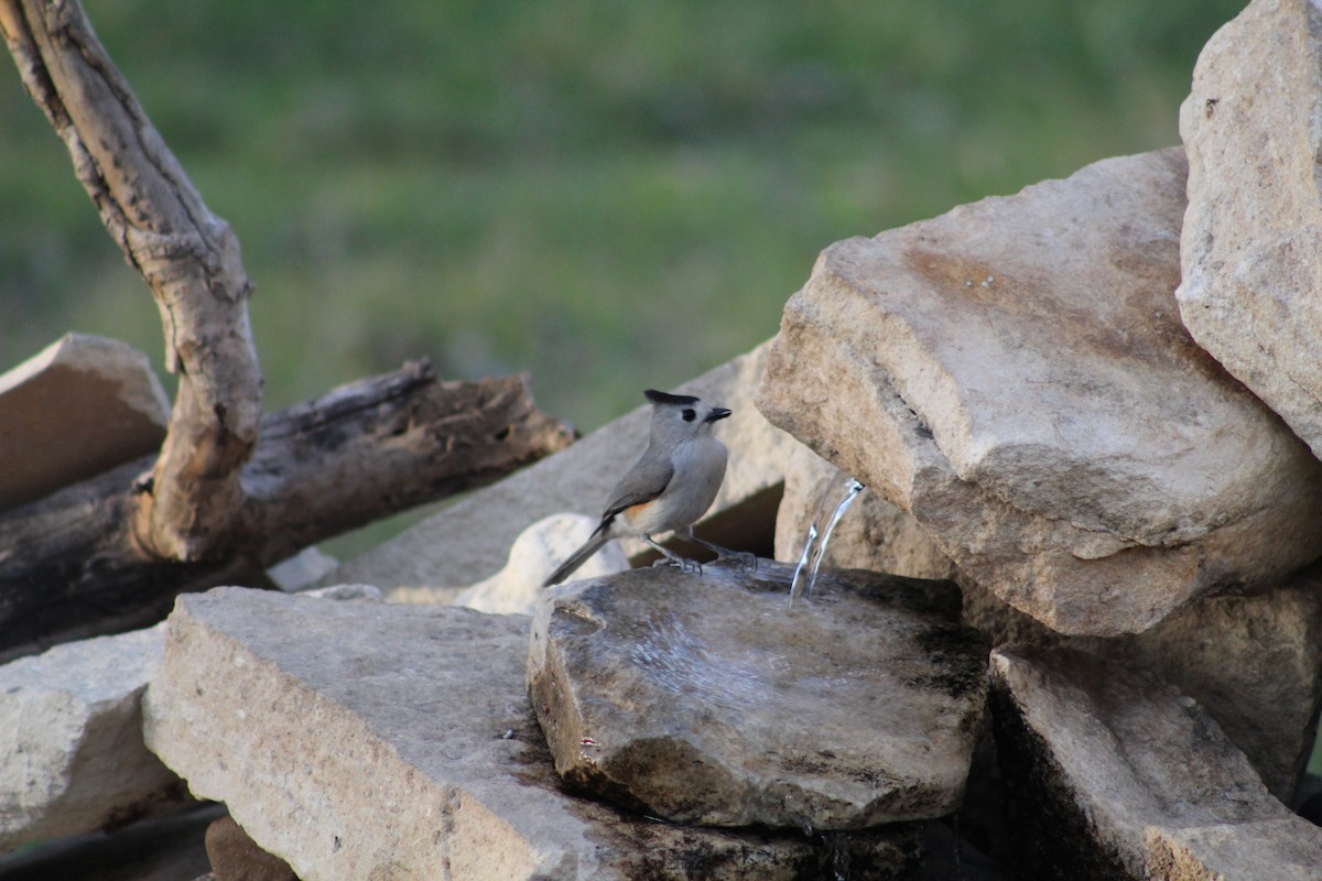 Black-crested Titmouse - ML652220600