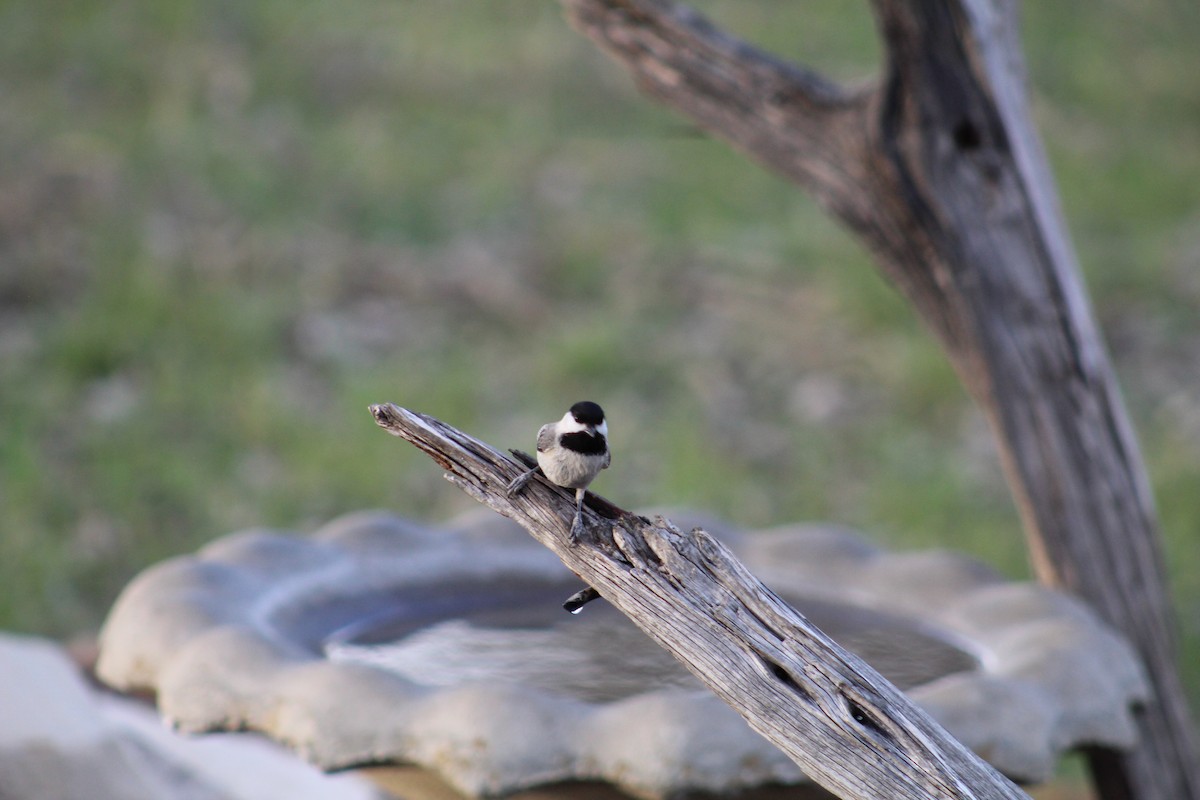 Carolina Chickadee - ML652220604