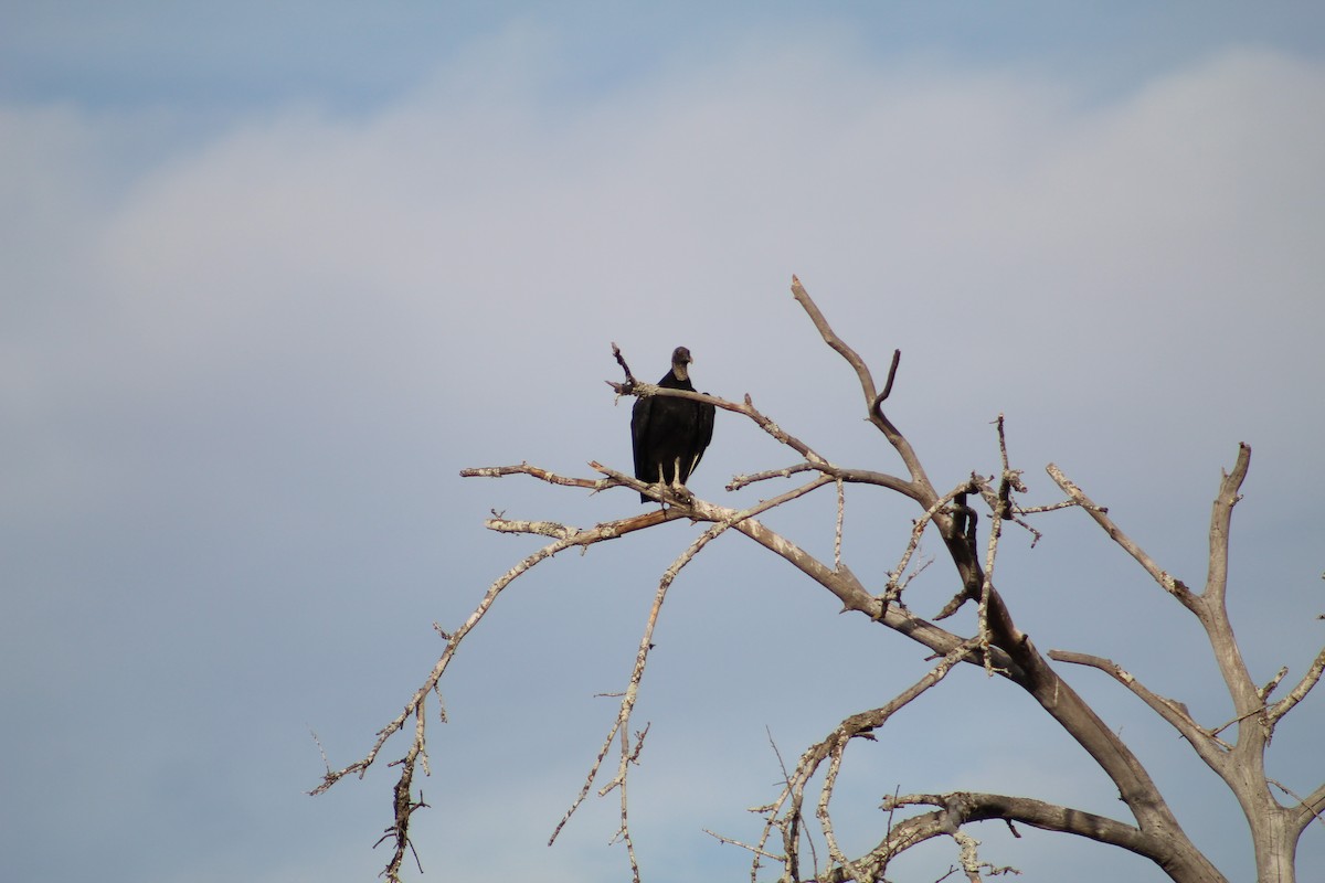 Black Vulture - ML652220633