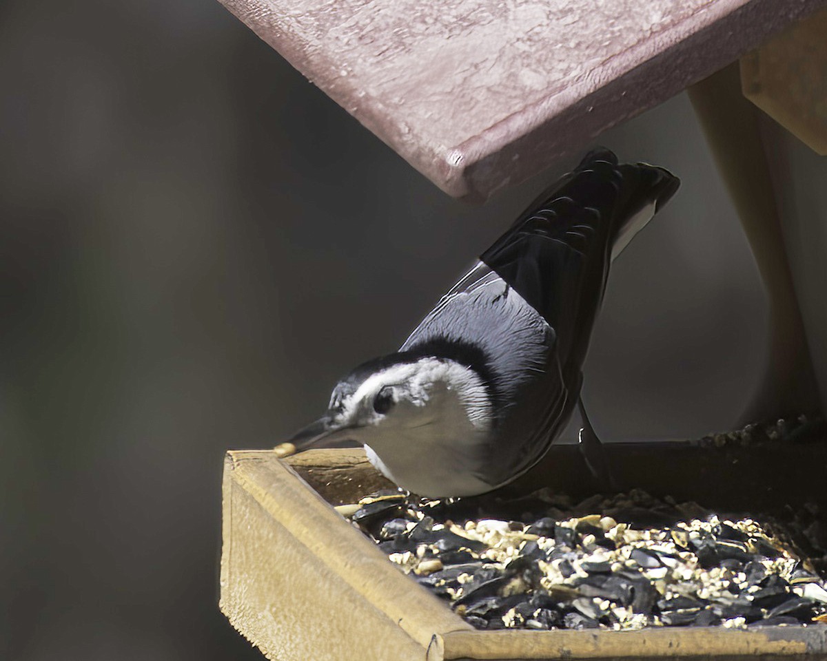 White-breasted Nuthatch - ML652220652
