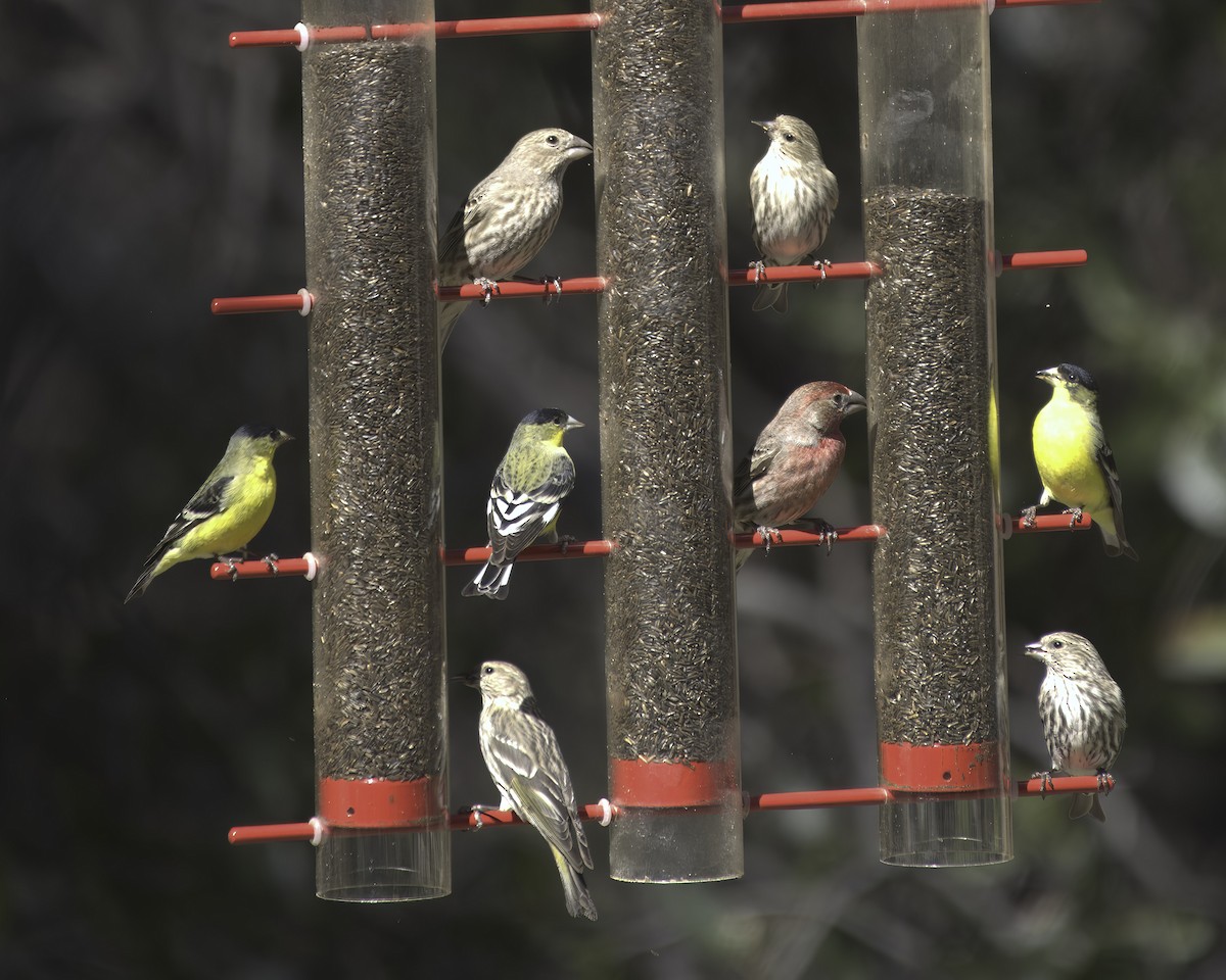 Jilguero de Los Pinos - ML652220768