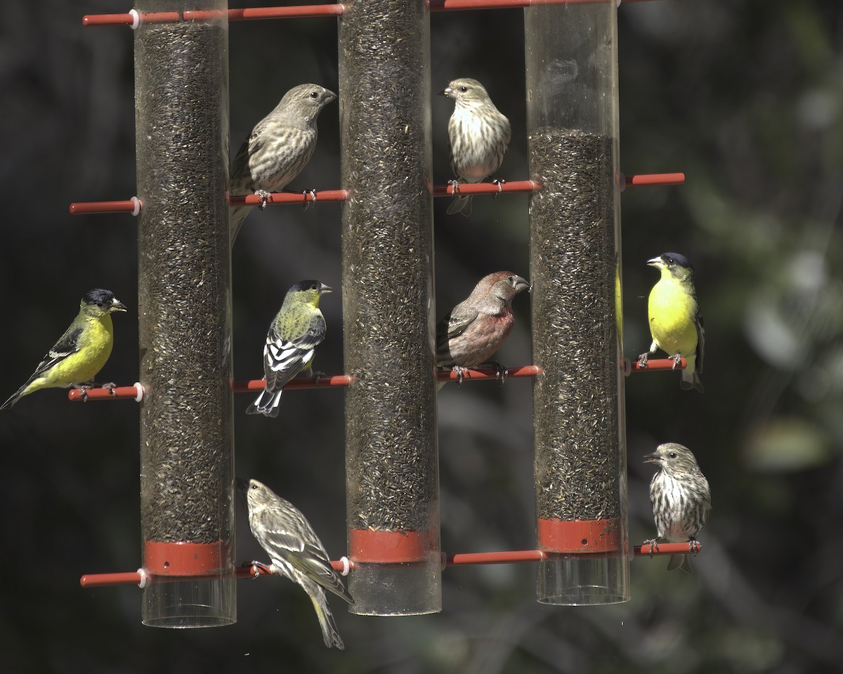 Jilguero de Los Pinos - ML652220769