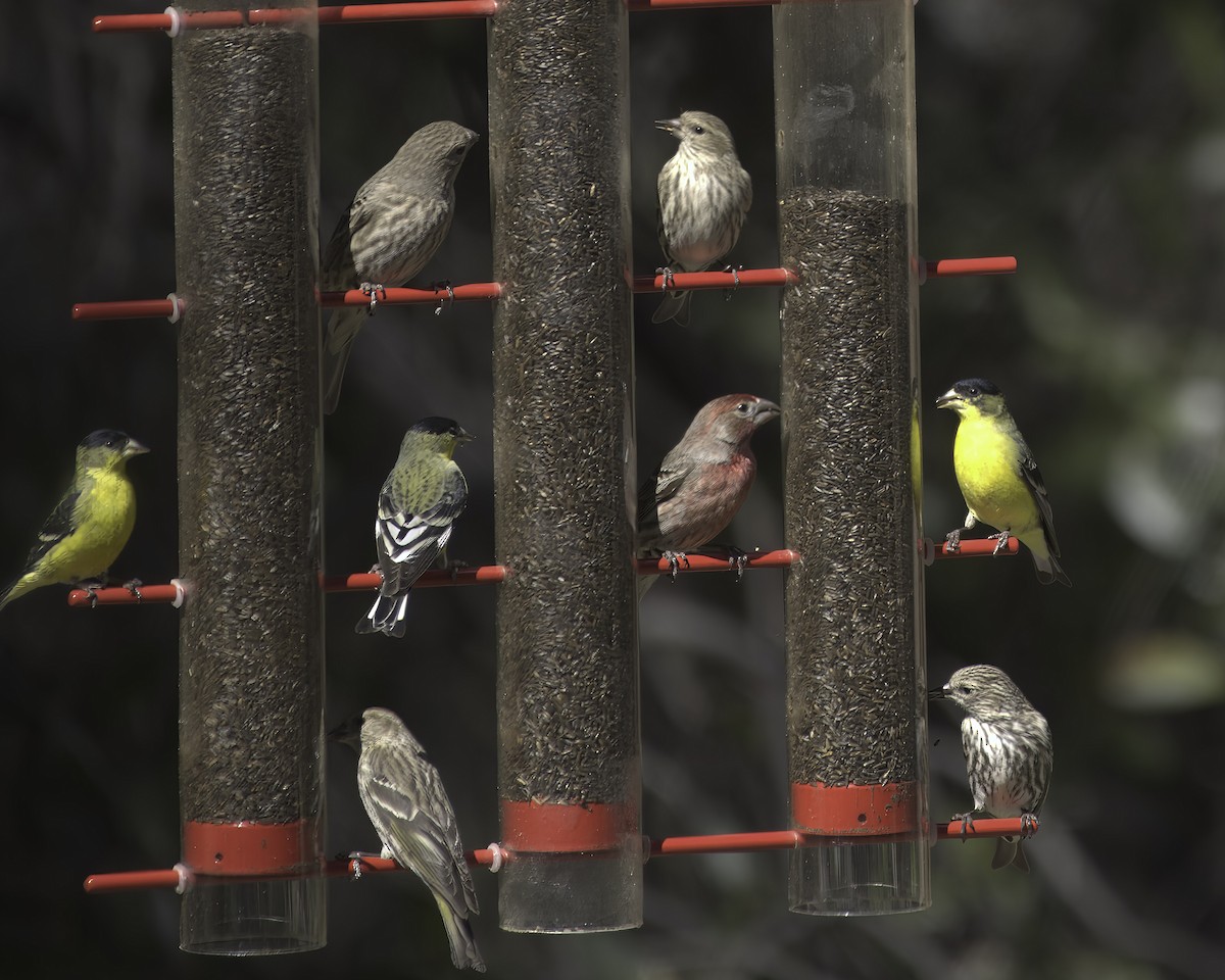 Jilguero de Los Pinos - ML652220770