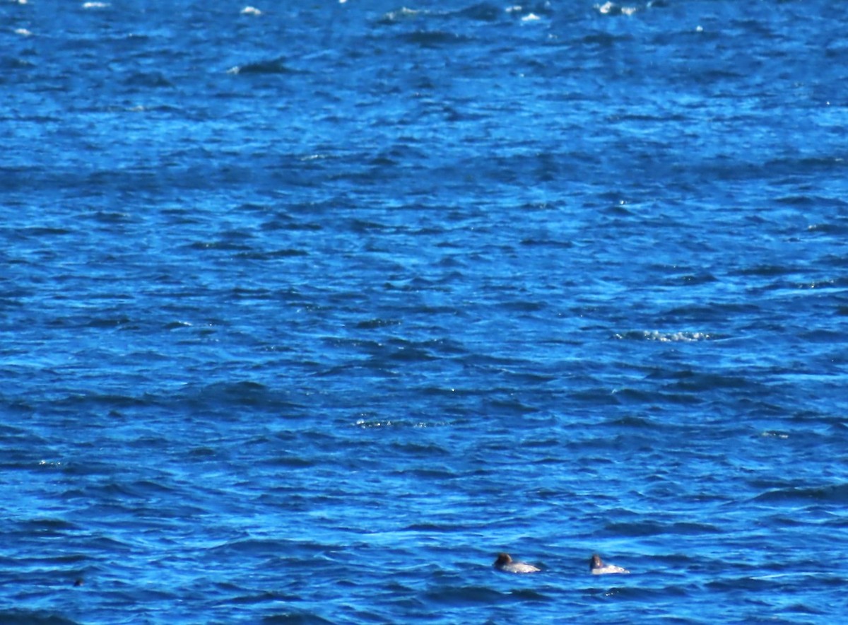 Garrot à oeil d'or - ML652220777