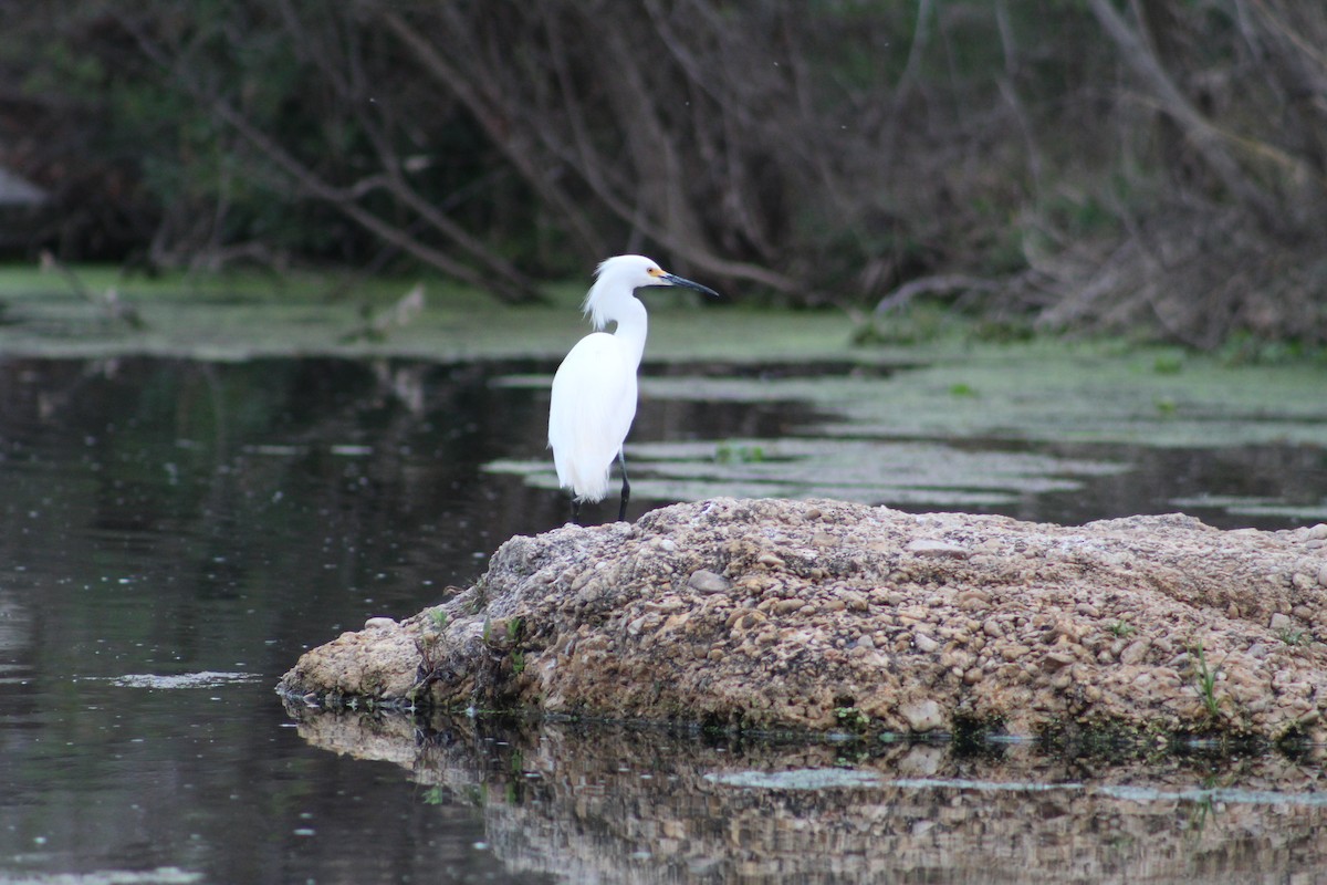 Snowy Egret - ML652220807