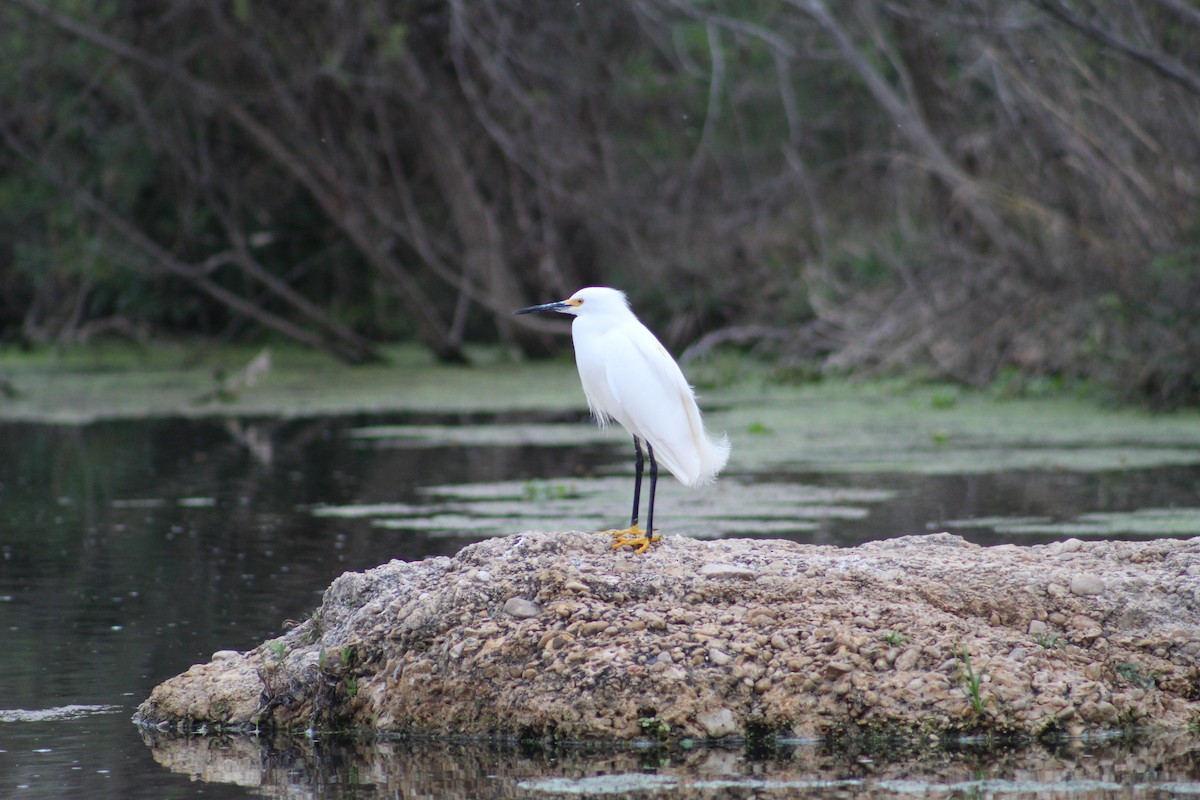 Snowy Egret - ML652220808