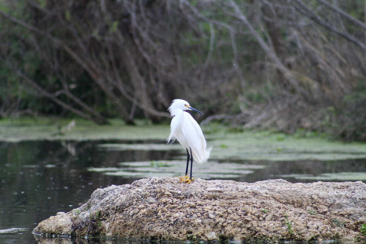 Snowy Egret - ML652220809