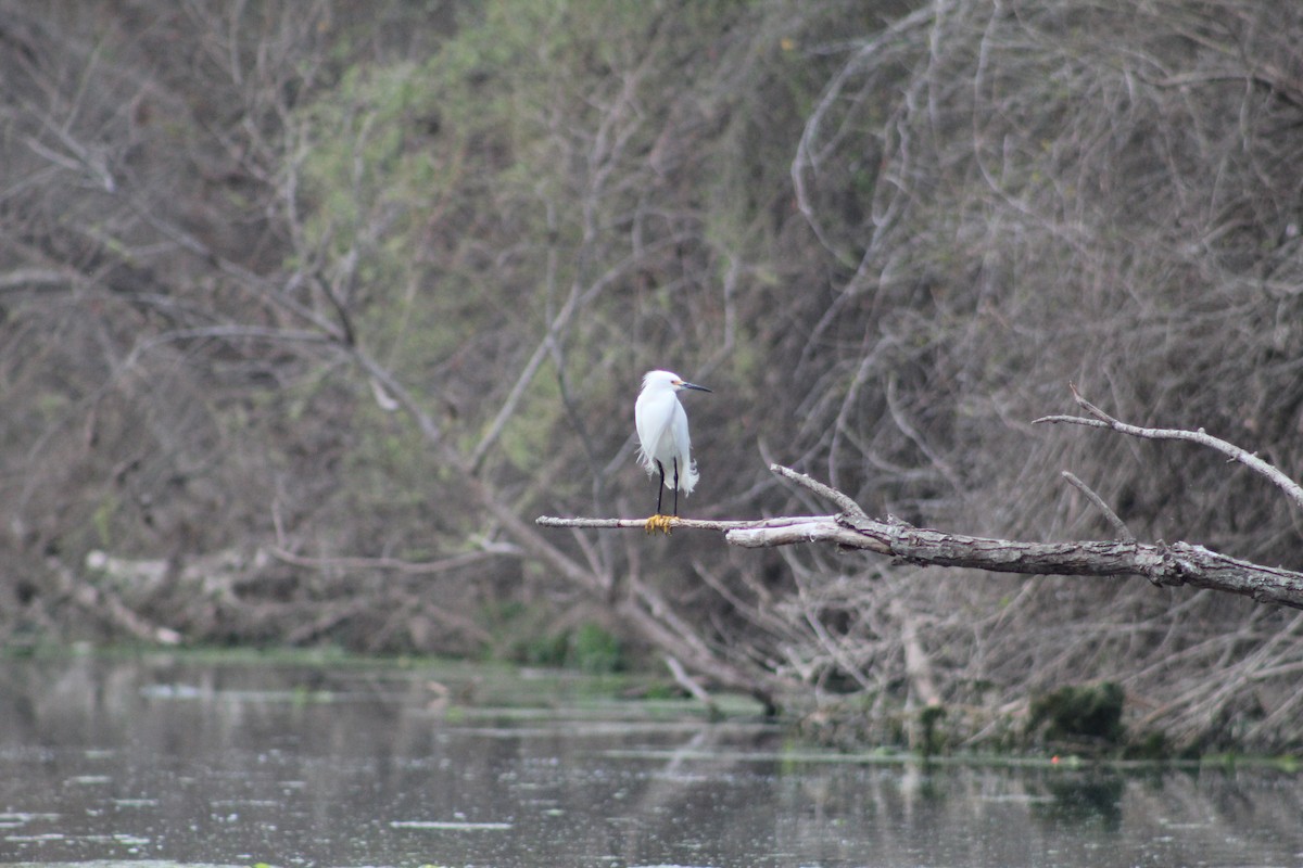 Snowy Egret - ML652220816