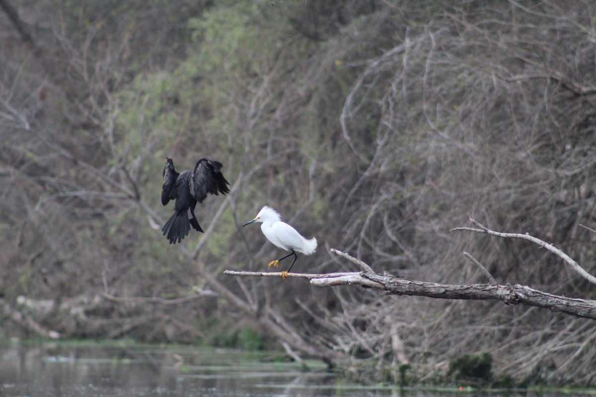 Snowy Egret - ML652220817