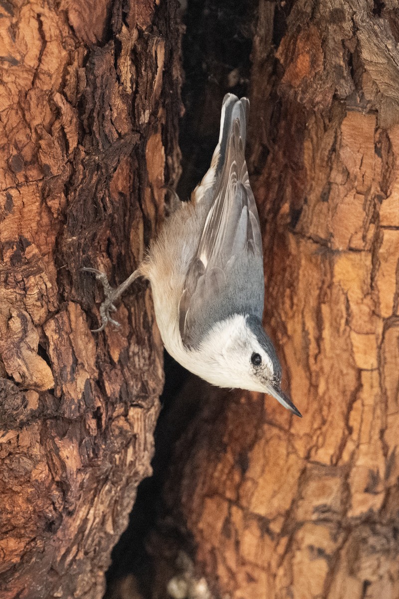 White-breasted Nuthatch - ML652220825