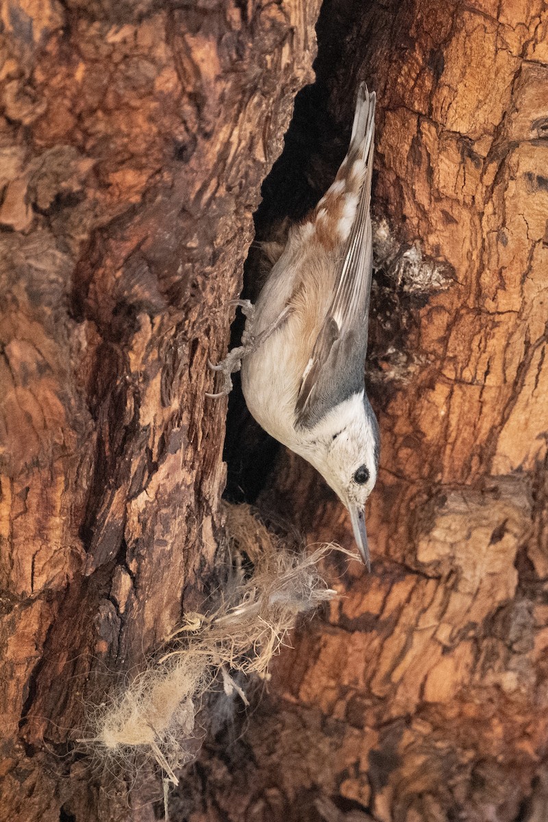 White-breasted Nuthatch - ML652220826