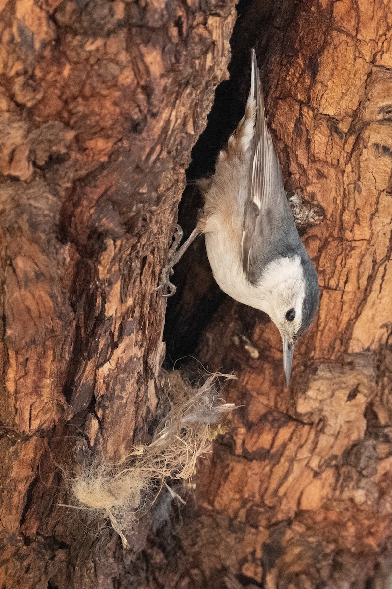 White-breasted Nuthatch - ML652220827