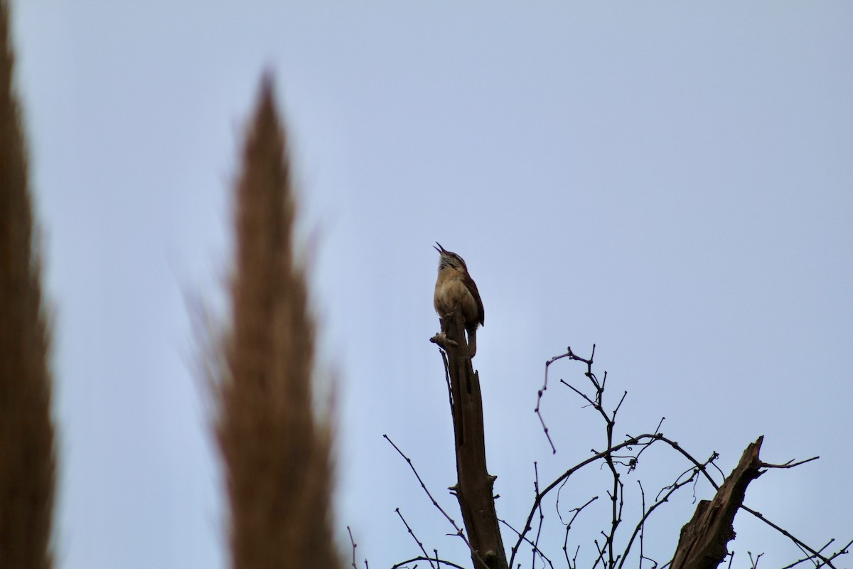 Carolina Wren - ML652220856