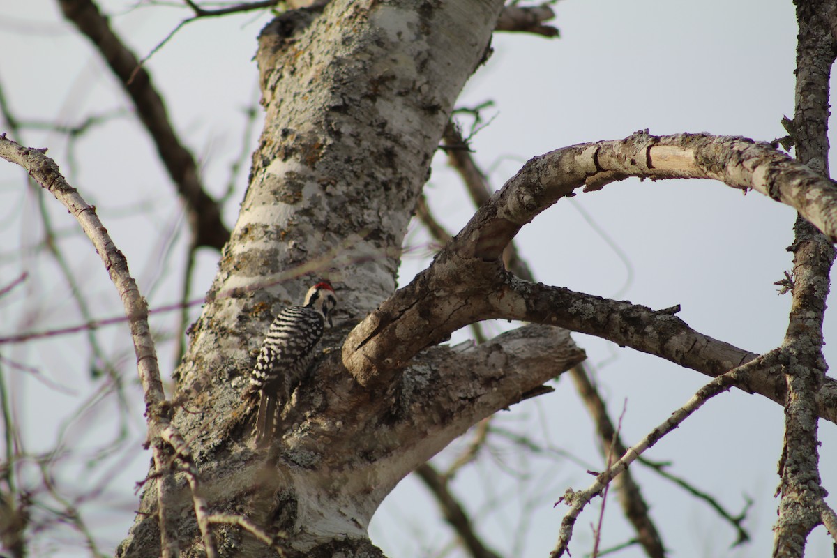 Ladder-backed Woodpecker - ML652220879