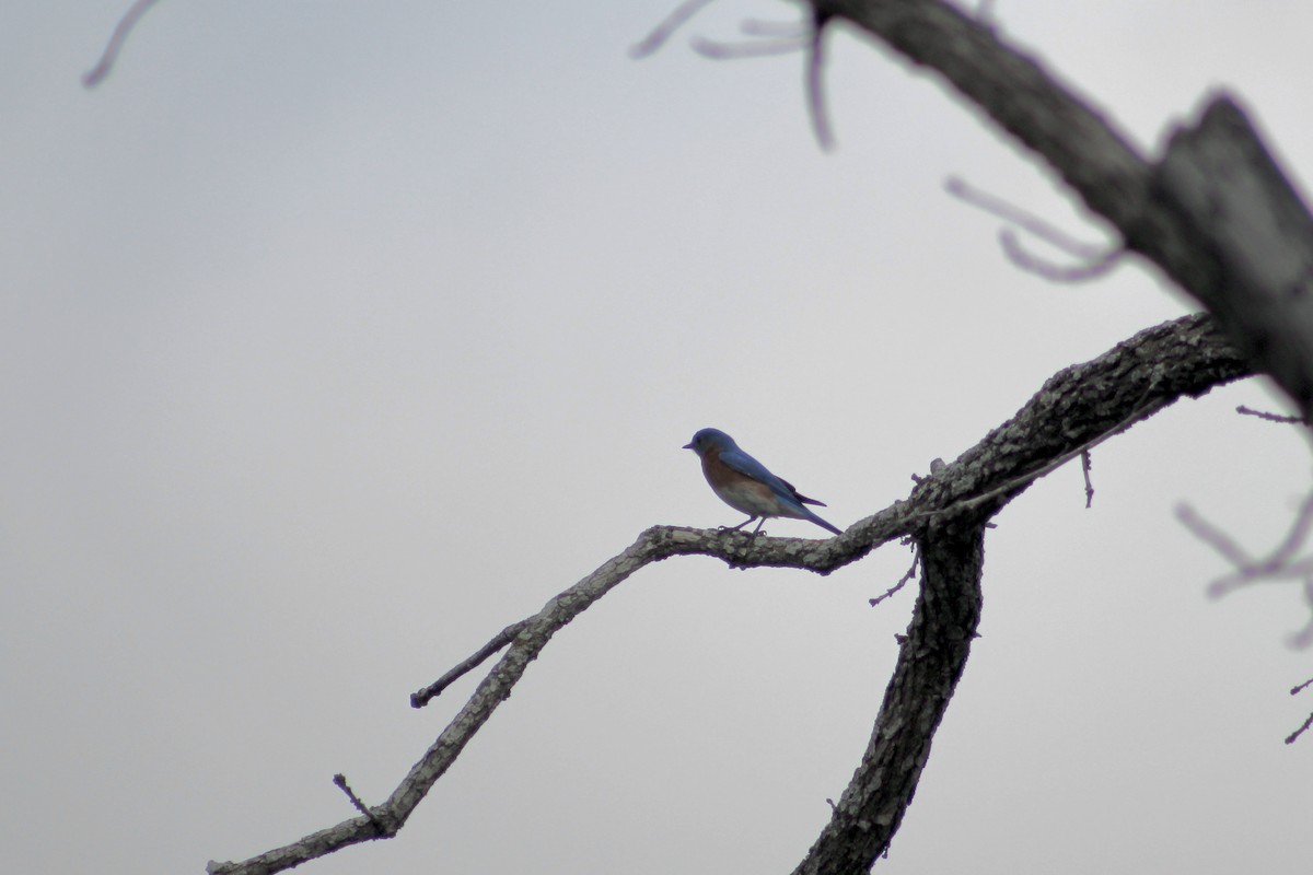 Eastern Bluebird - ML652220898