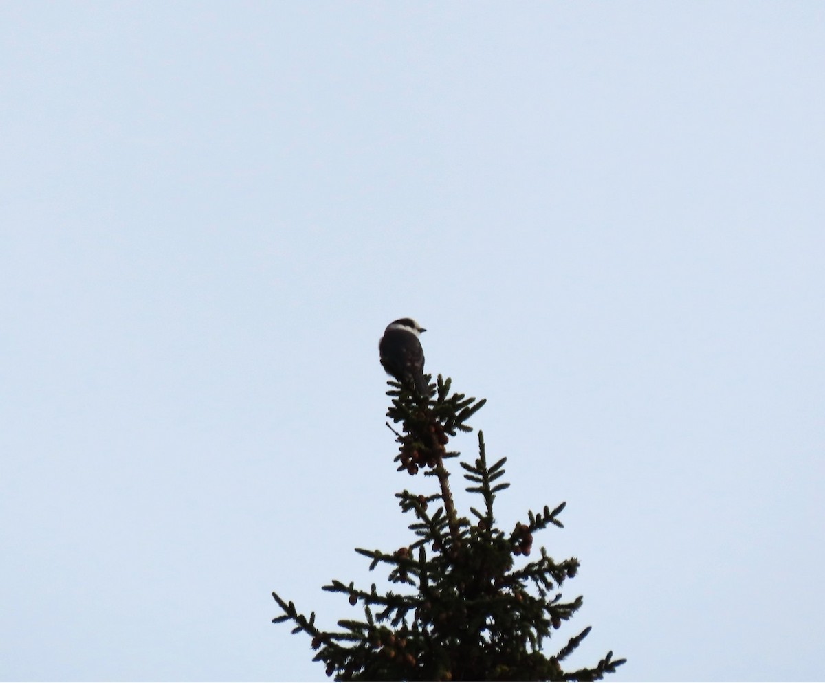 Mésangeai du Canada - ML652220911