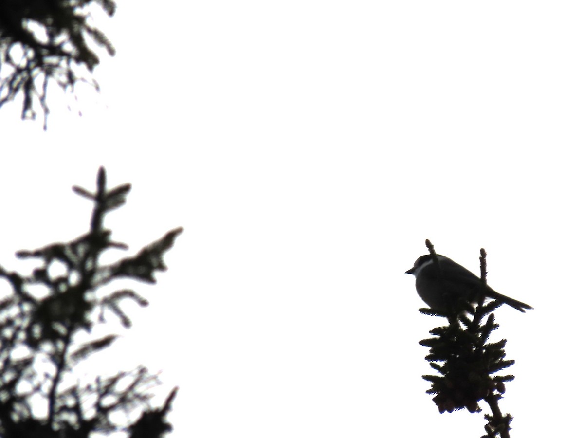 Mésangeai du Canada - ML652220912