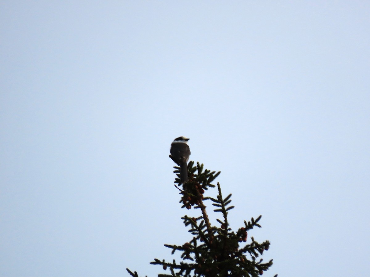 Mésangeai du Canada - ML652220913