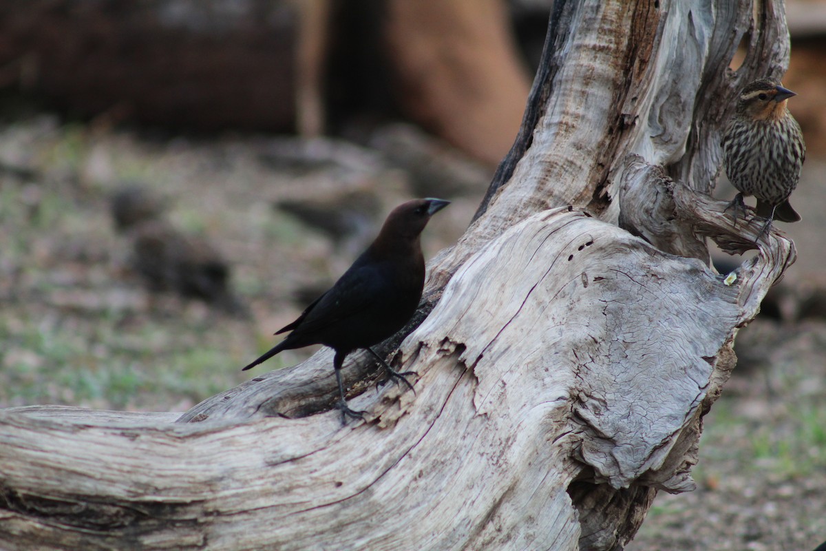 Brown-headed Cowbird - ML652220921