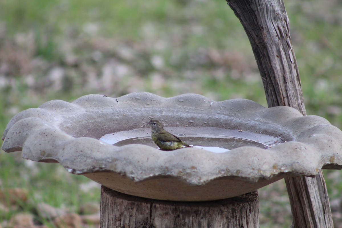 Orange-crowned Warbler - ML652220938