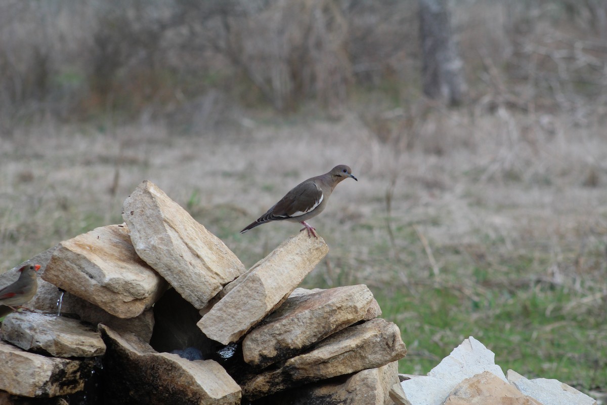 White-winged Dove - ML652220955